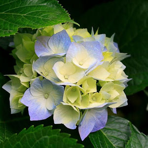 Meet your Posher, Maggie